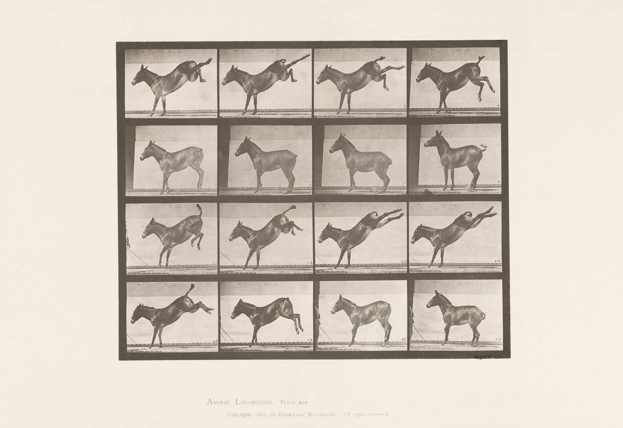 Plate 658. Mule; A, Kicking; B, Kicking by Eadweard Muybridge