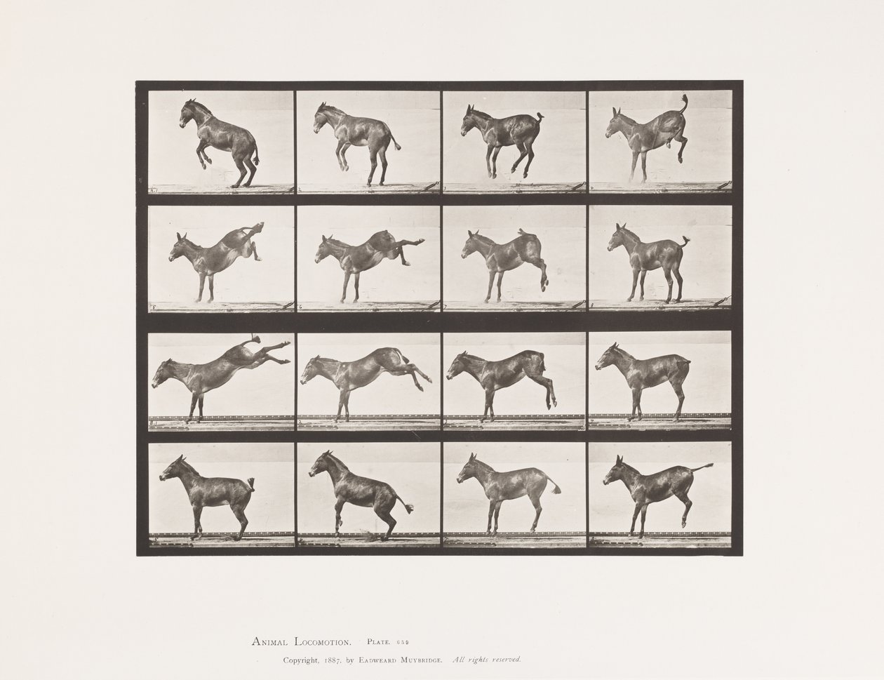Mule; A, B, Bucking and Kicking; Ruth by Eadweard Muybridge