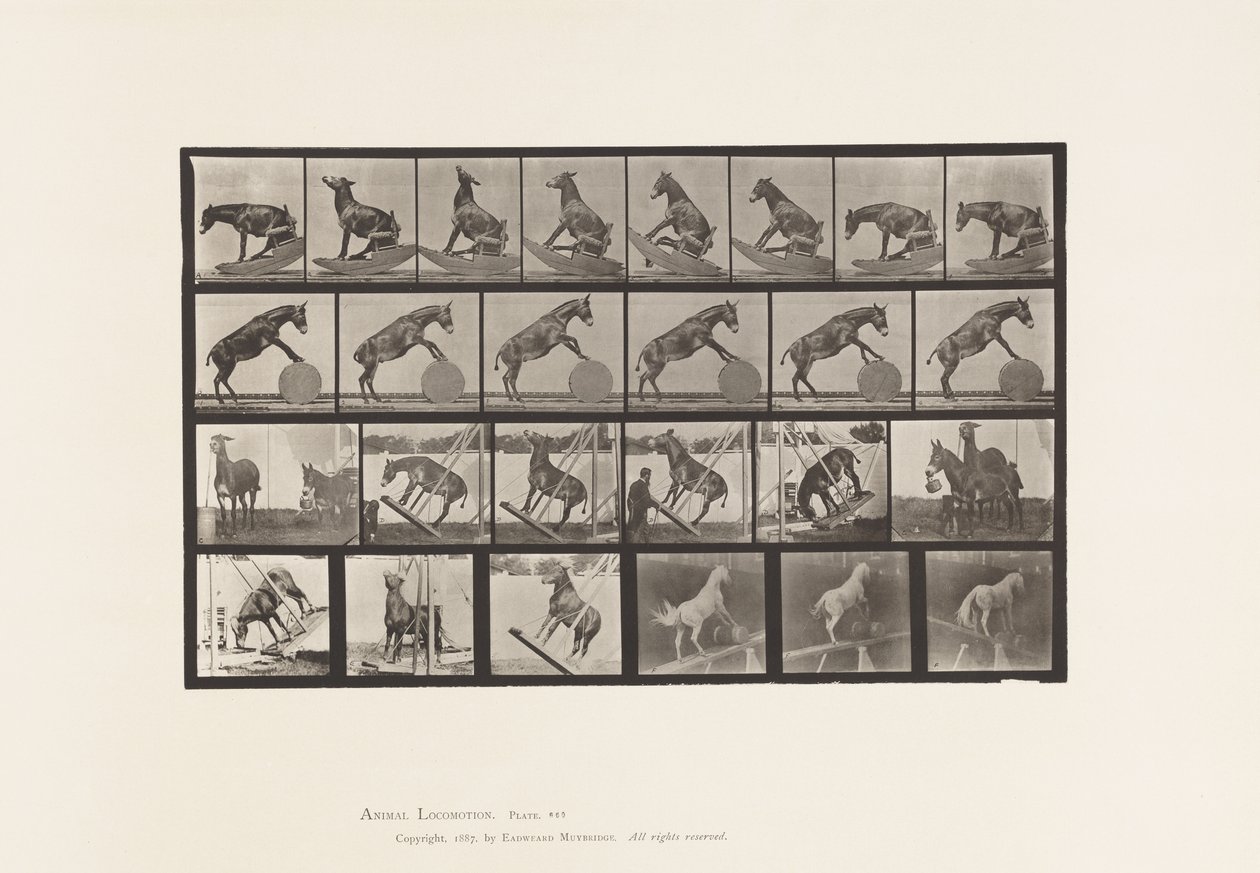 Mule; Miscellaneous Performances Denver (Plate 660) by Eadweard Muybridge