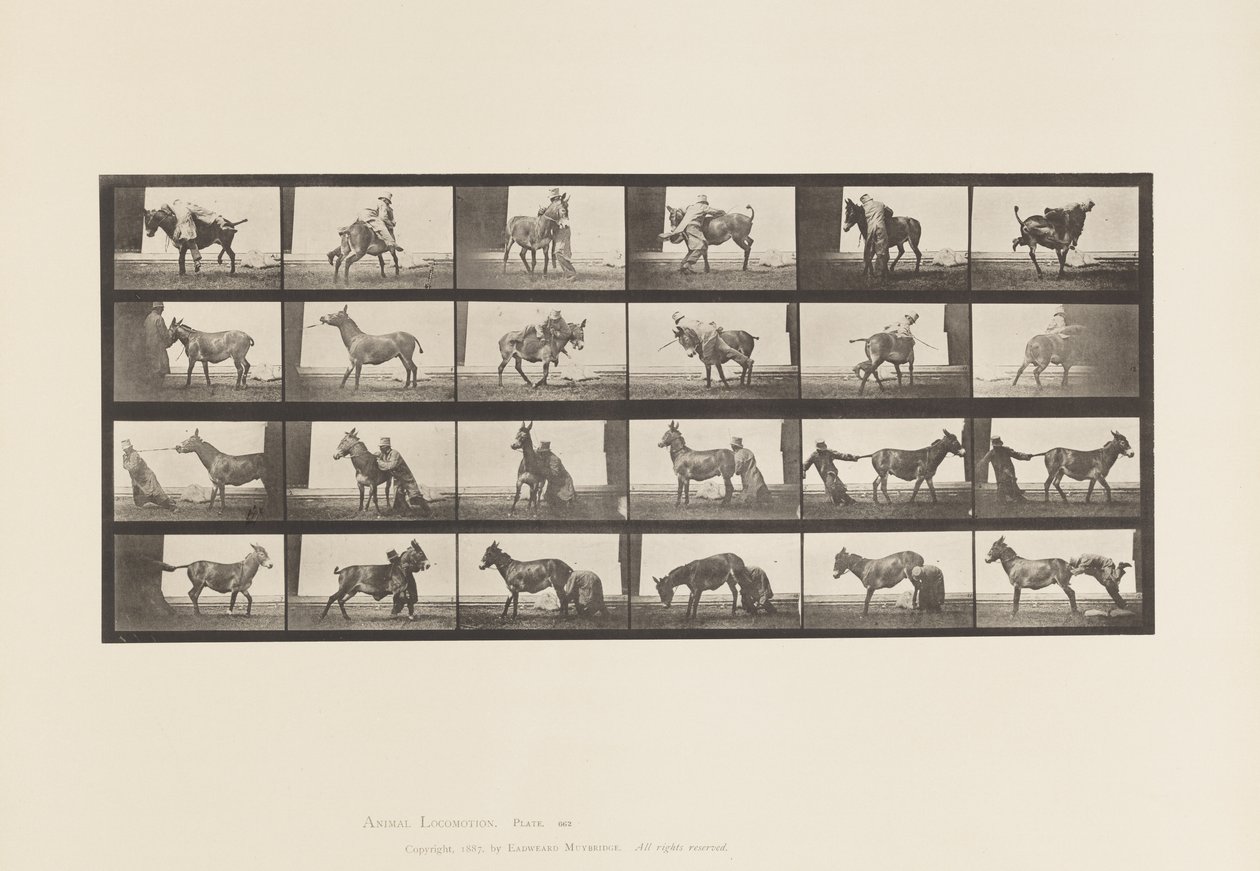 Plate 662. Mule; A, B, A Refractory Animal Denver by Eadweard Muybridge