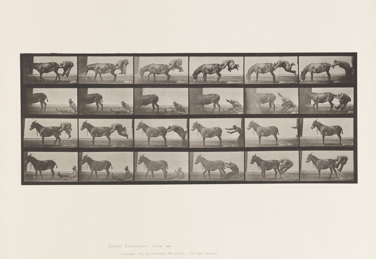 Plate 663. Mule; Refractory Animal Denver by Eadweard Muybridge