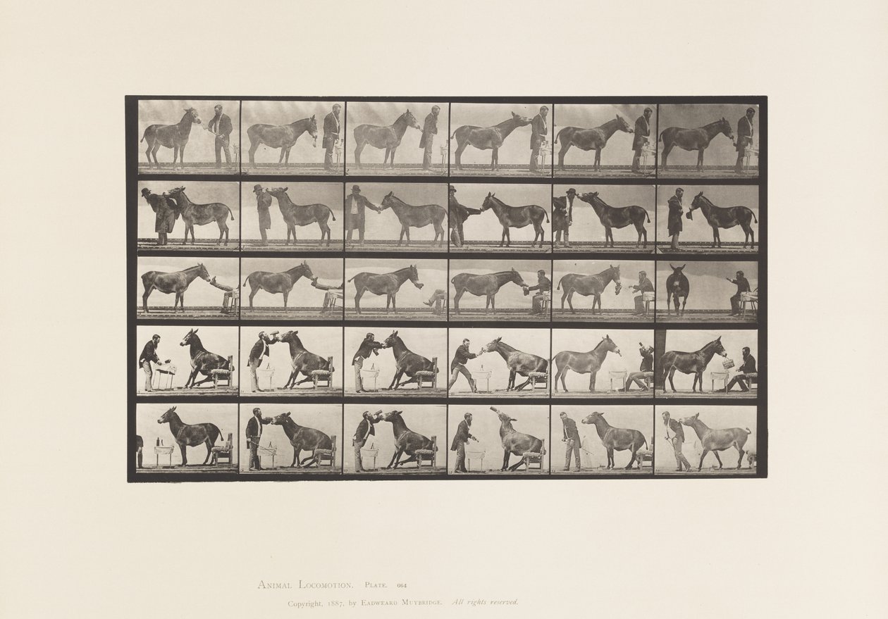 Mule; Various Performances; at a Table, etc. (Plate 664) by Eadweard Muybridge
