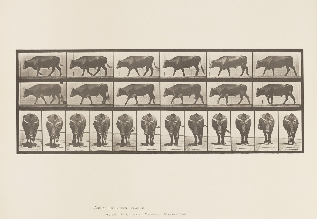 Plate 670. Ox; Walking by Eadweard Muybridge