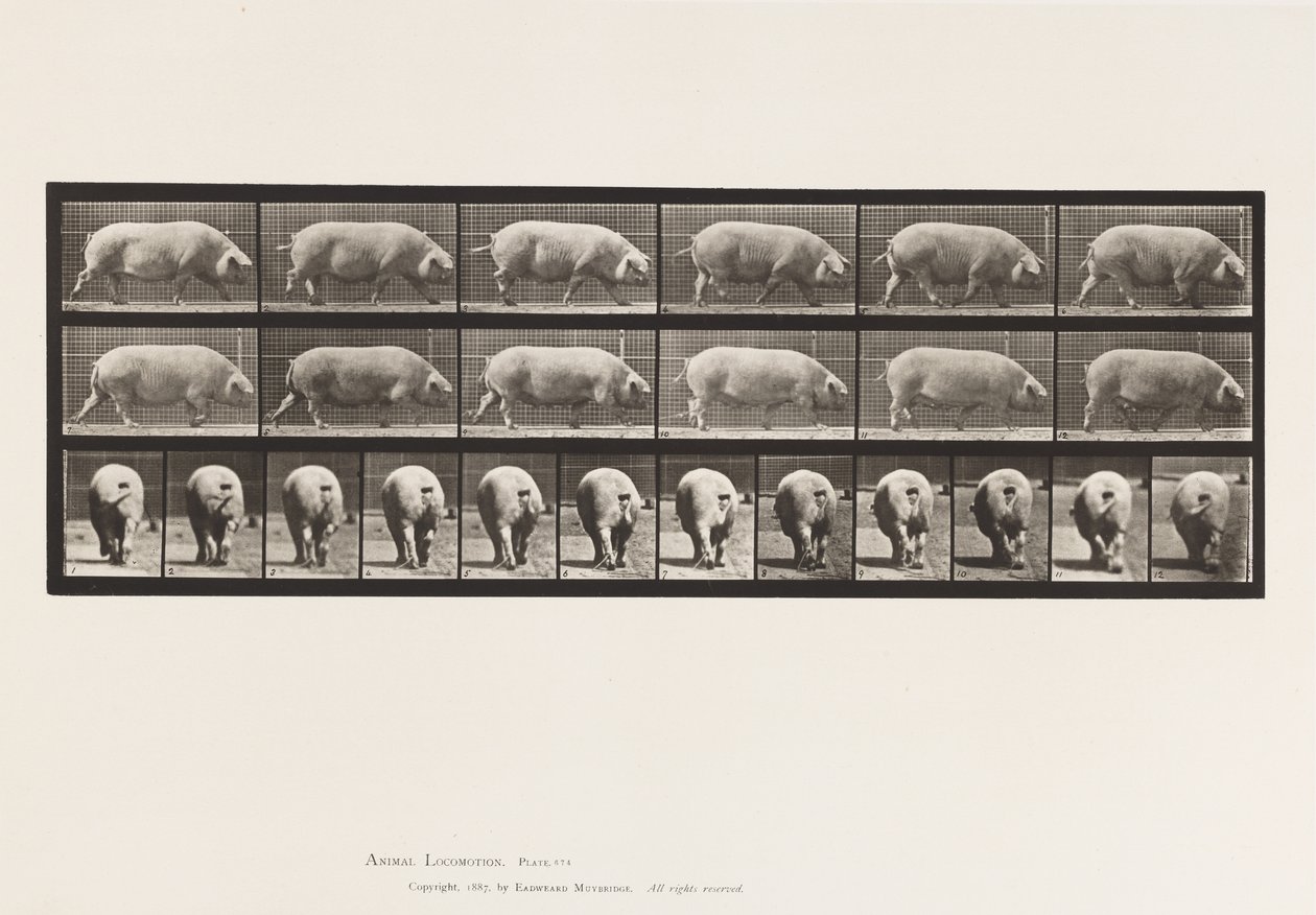 Plate 674. Sow; Walking by Eadweard Muybridge