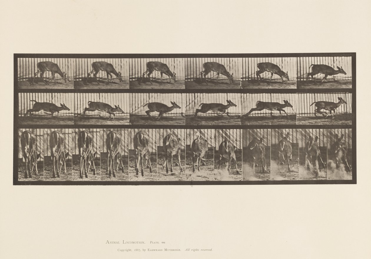 Plate 681. Virginia Deer; Buck Walking by Eadweard Muybridge