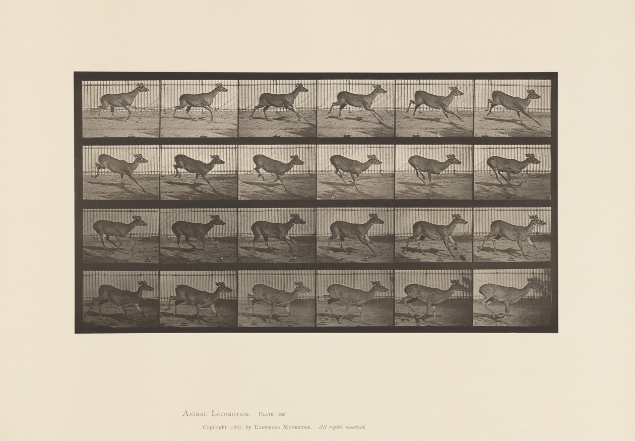 Plate 683. Virginia Deer; No Antlers; Buck; Galloping by Eadweard Muybridge