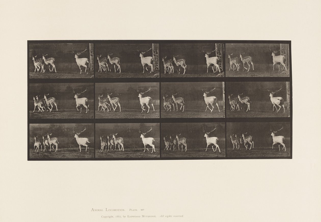Fallow Deer; Buck and Group of Does; Galloping (Plate 687) by Eadweard Muybridge
