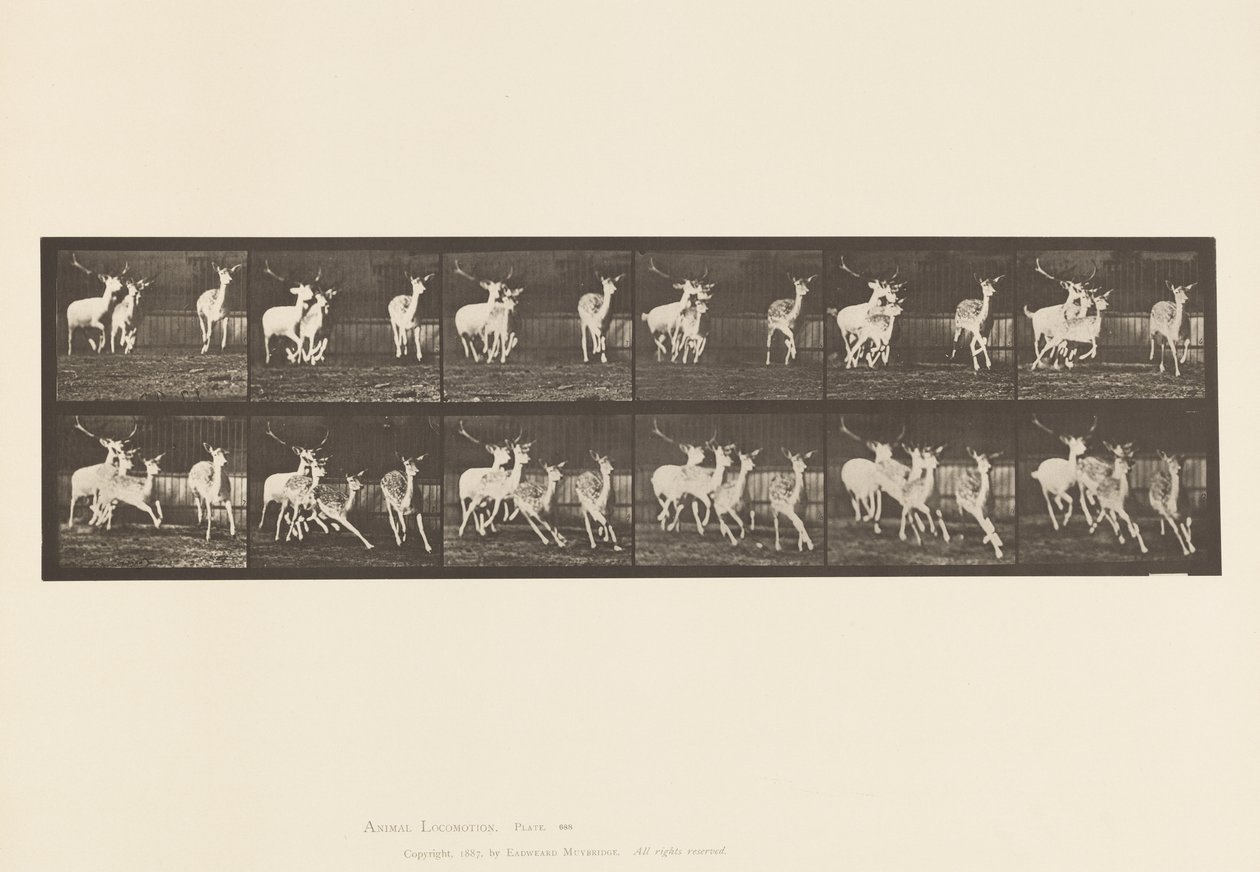 Plate 688. Fallow Deer; Buck and Group of Does; Galloping by Eadweard Muybridge