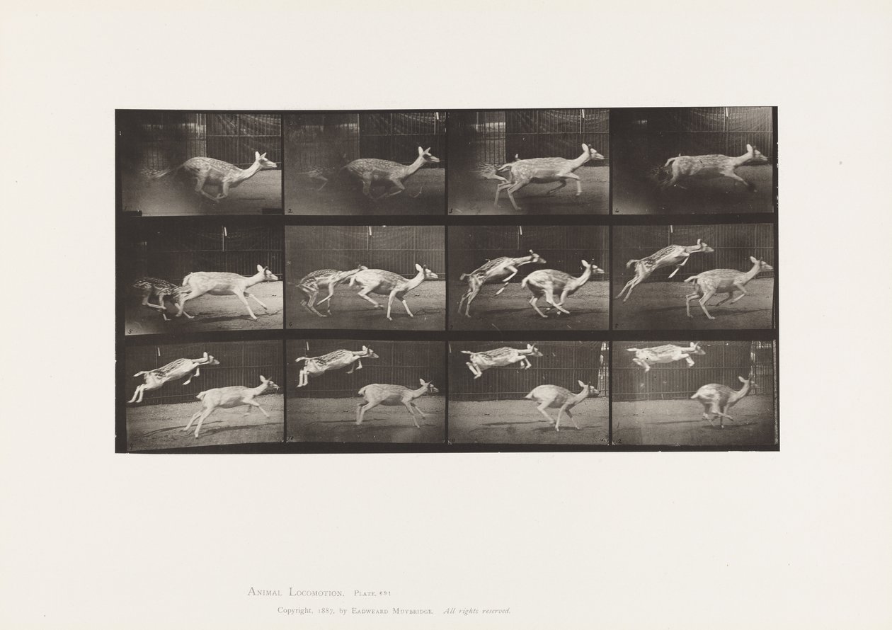 Plate 691. Fallow Deer; Doe; Galloping; Kid; Jumping by Eadweard Muybridge