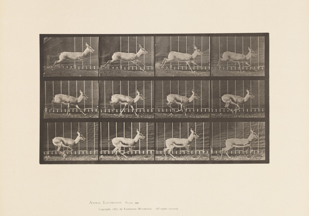 Plate 698. Antelope; Galloping by Eadweard Muybridge