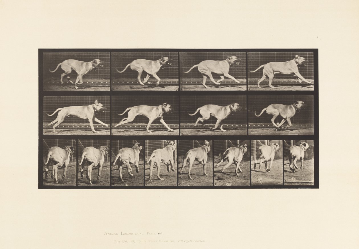 Plate 707. Dog; Galloping; Mastiff by Eadweard Muybridge