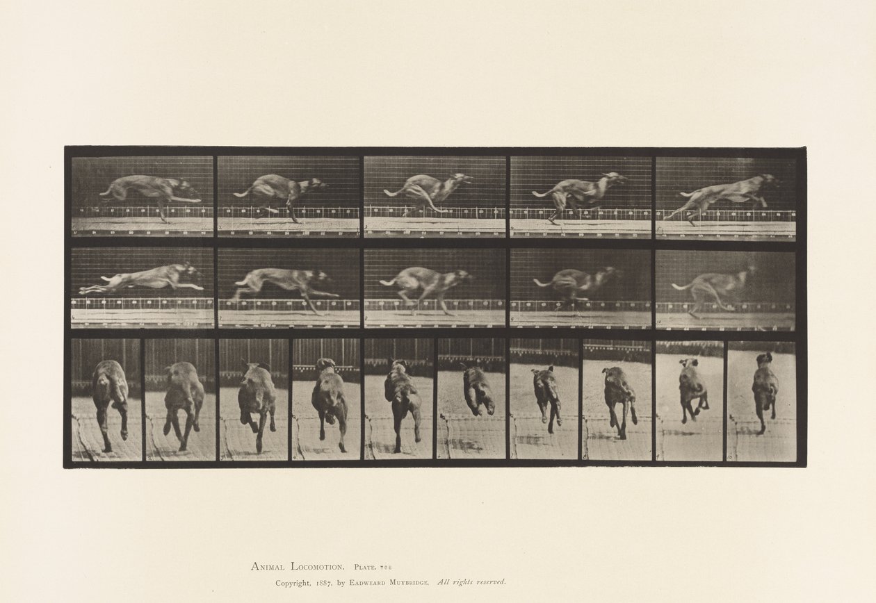 Plate 708. Dog; Galloping; Brown Racing Hound by Eadweard Muybridge