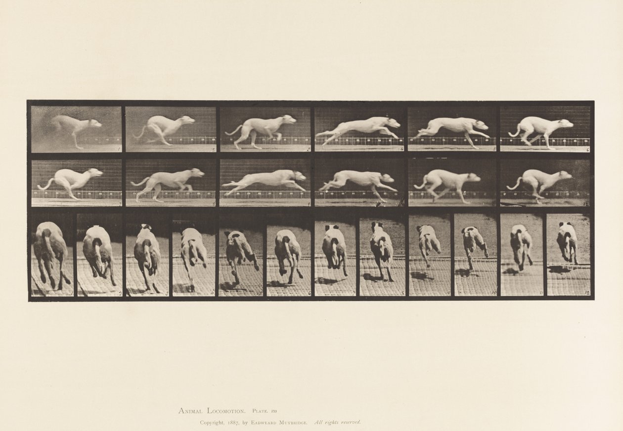 Dog; Galloping; White Racing Hound Maggie by Eadweard Muybridge