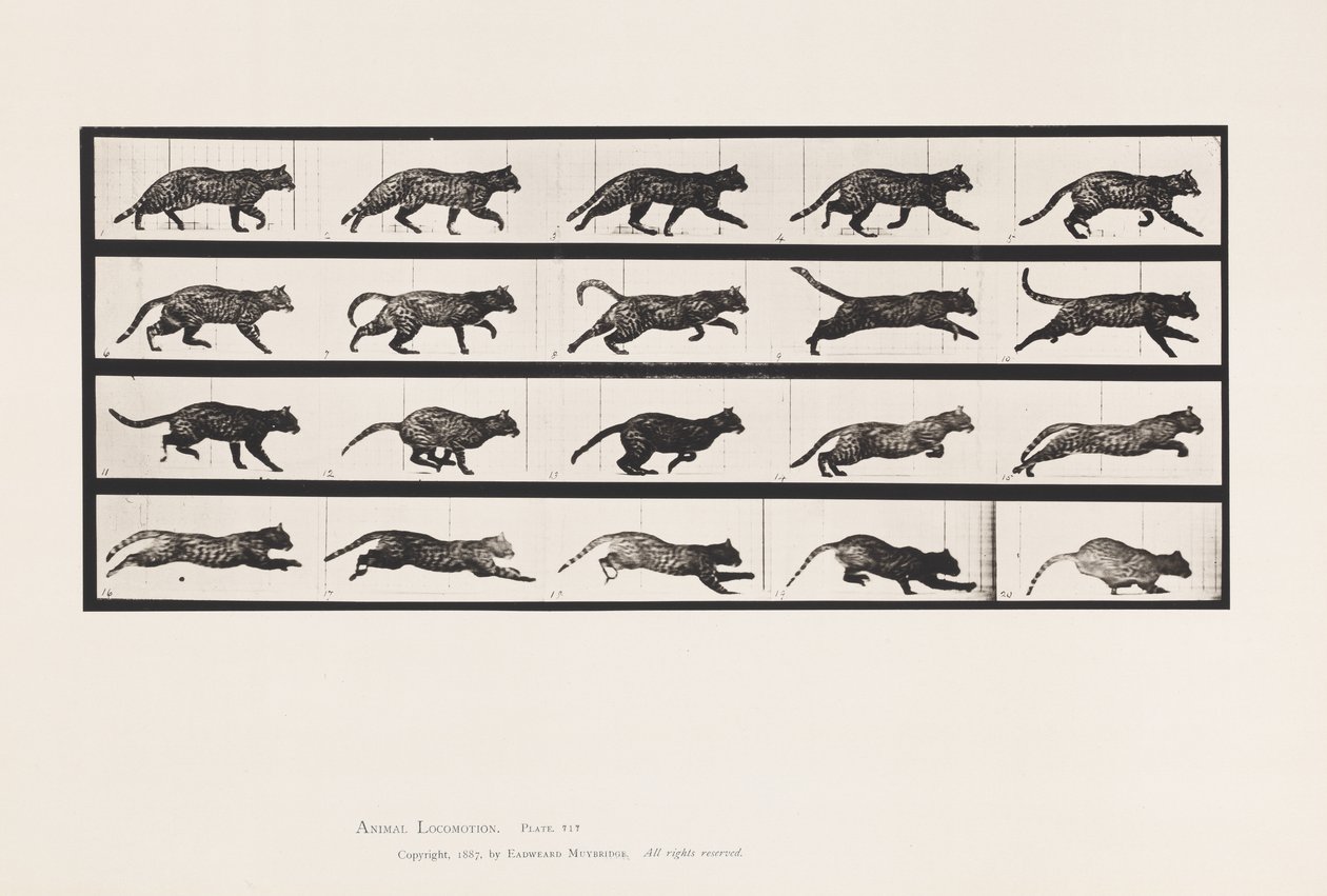 Plate 717. Cat; Trotting; Change to Galloping by Eadweard Muybridge