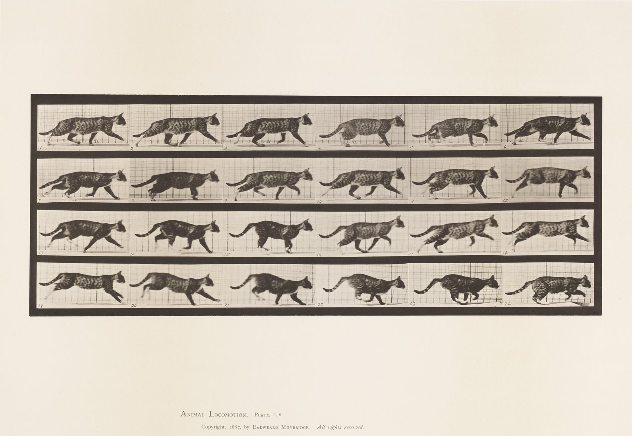 Cat; Trotting; Change to Galloping (Plate 718) by Eadweard Muybridge