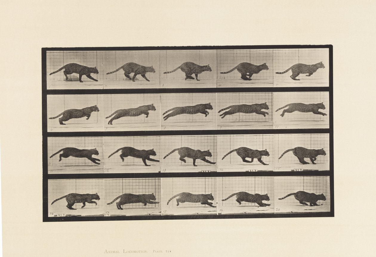 Plate 719. Cat; Galloping by Eadweard Muybridge