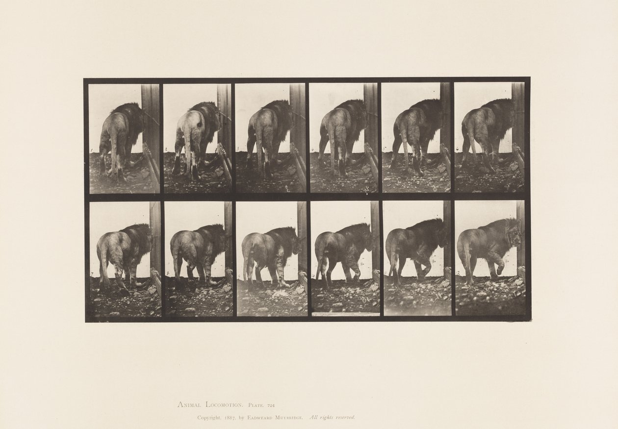 Plate 724. Lion; Walking, Turning Around by Eadweard Muybridge