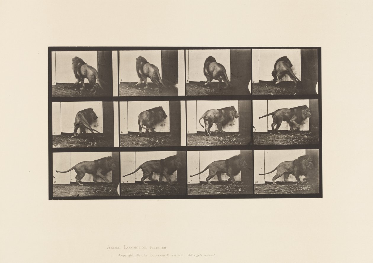 Lion; Walking, Turning Around by Eadweard Muybridge