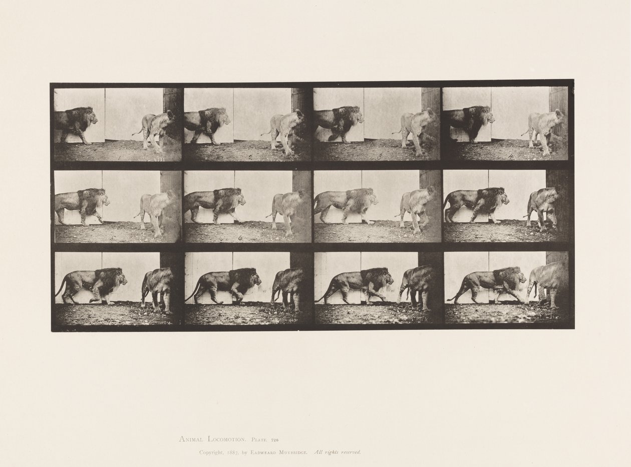 Plate 726. Lion and Lioness; Walking by Eadweard Muybridge