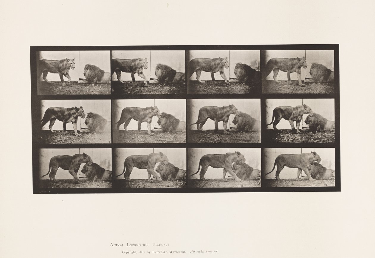Plate 727. Lioness; Walking; Lion; Lying Down by Eadweard Muybridge