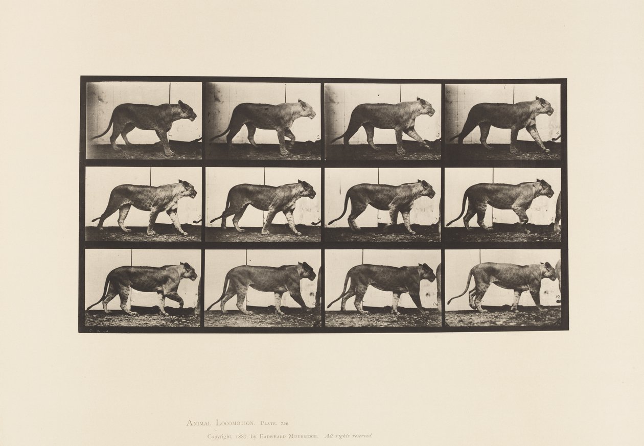 Plate 728. Lioness; Walking; Lion; Lying Down by Eadweard Muybridge