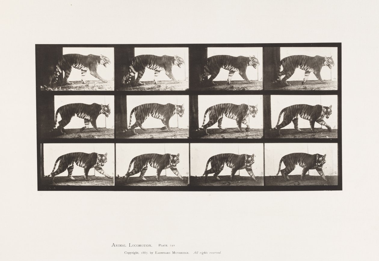 Plate 729. Tigress; Walking by Eadweard Muybridge