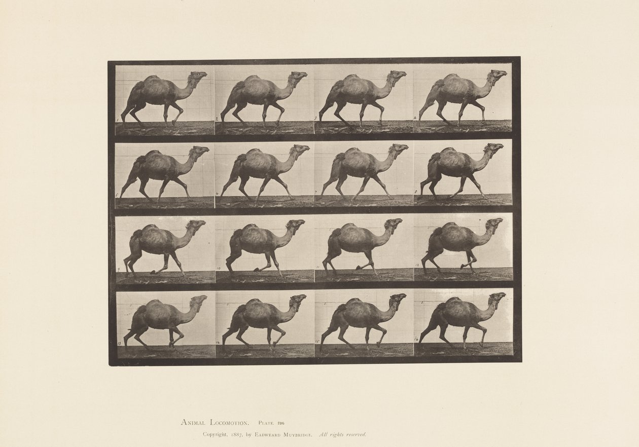 Egyptian Camel; Racking by Eadweard Muybridge