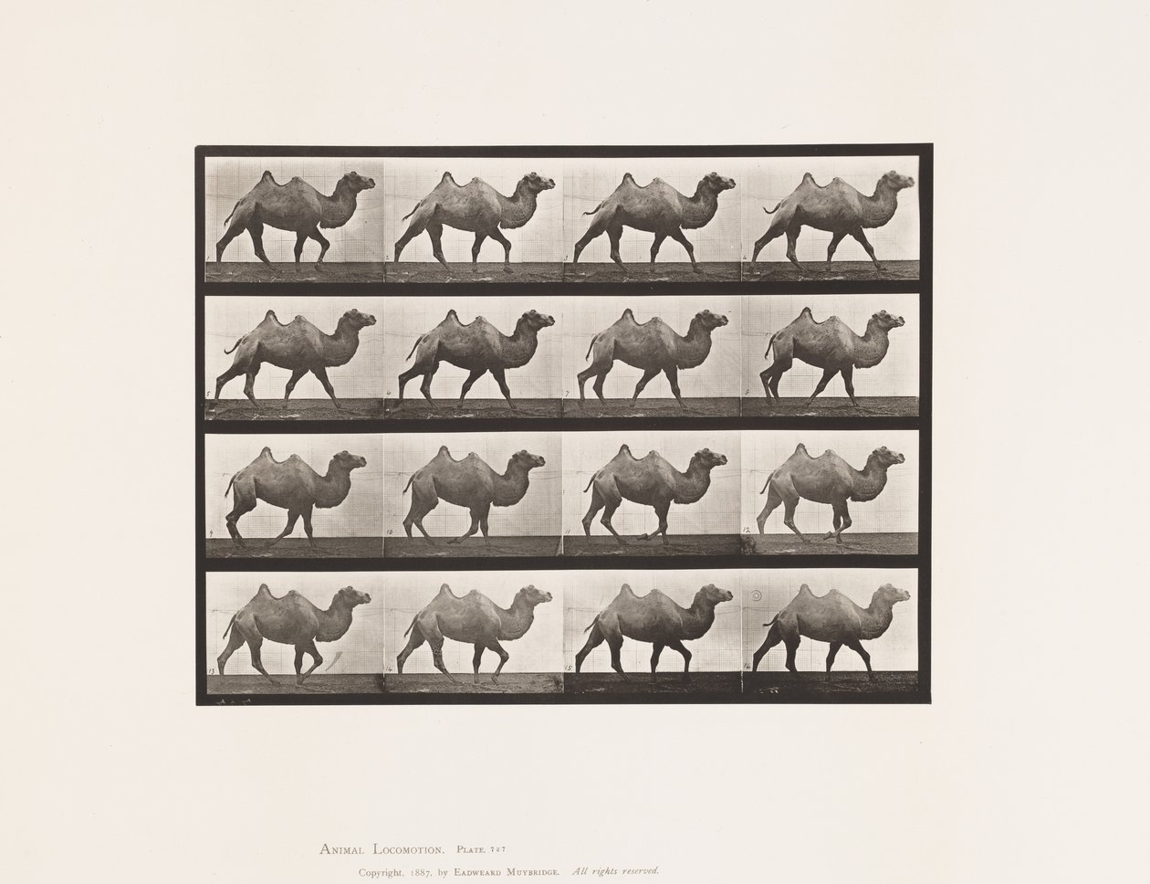Bactrian Camel; Walking by Eadweard Muybridge