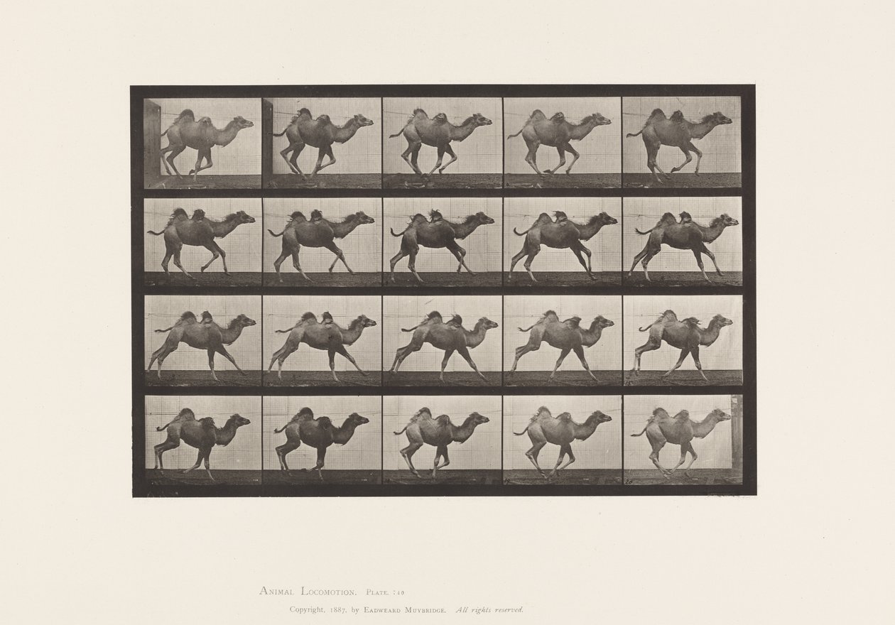 Plate 740. Bactrian Camel; Young, Galloping by Eadweard Muybridge