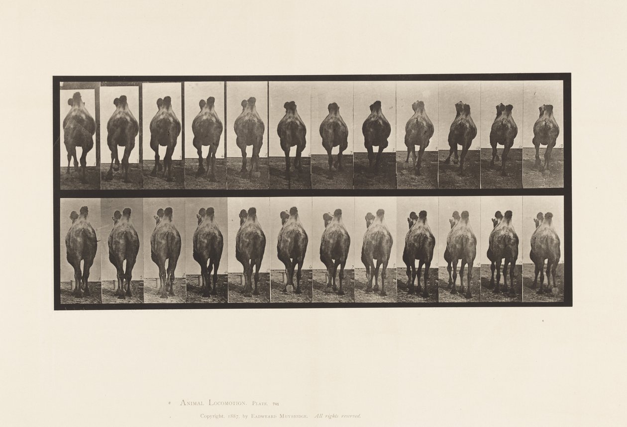 Plate 741. Bactrian Camel; Walking; Racking by Eadweard Muybridge