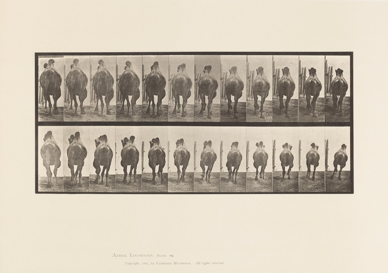 Plate 742. Bactrian Camel; Racking; Galloping by Eadweard Muybridge