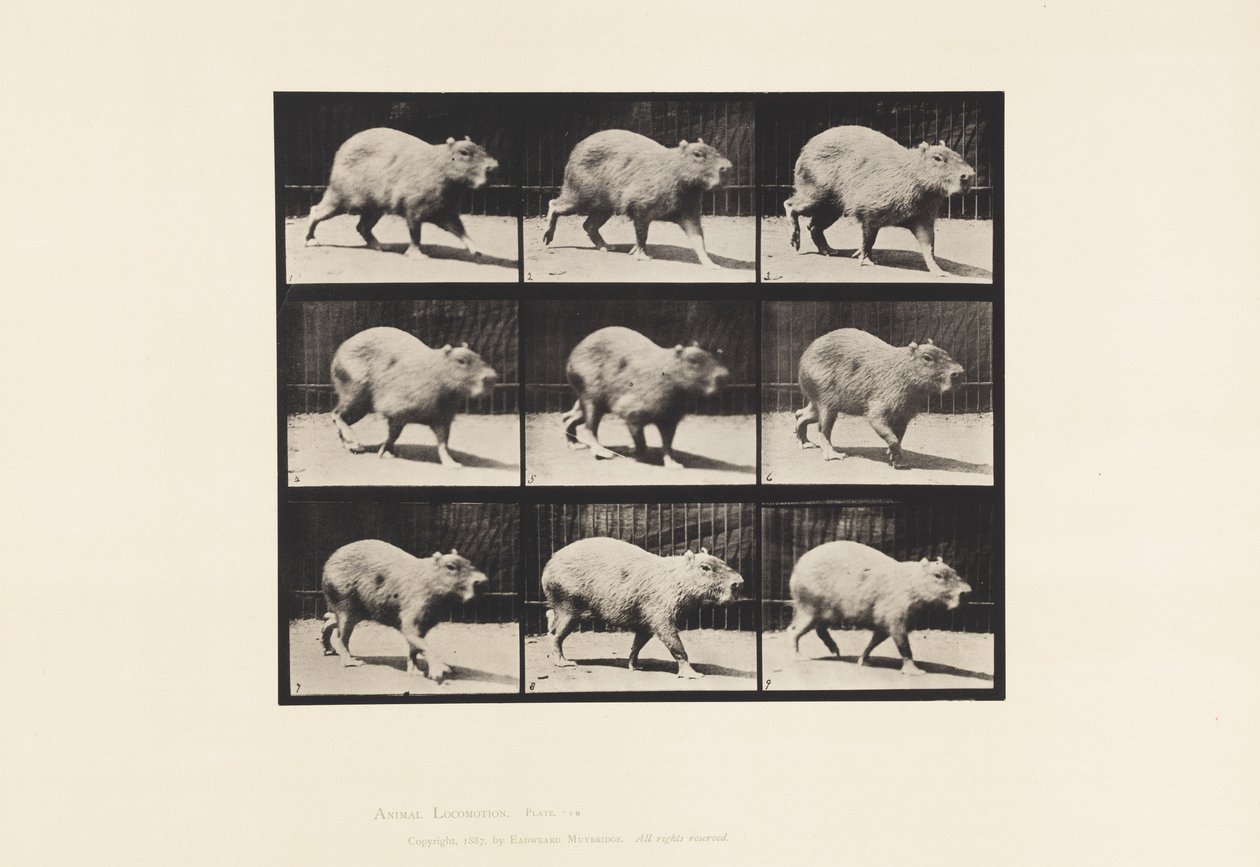 Plate 746. Capybara; Walking by Eadweard Muybridge