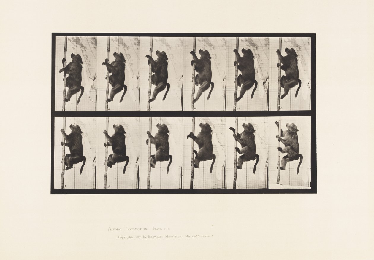 Baboon; Climbing a Pole by Eadweard Muybridge