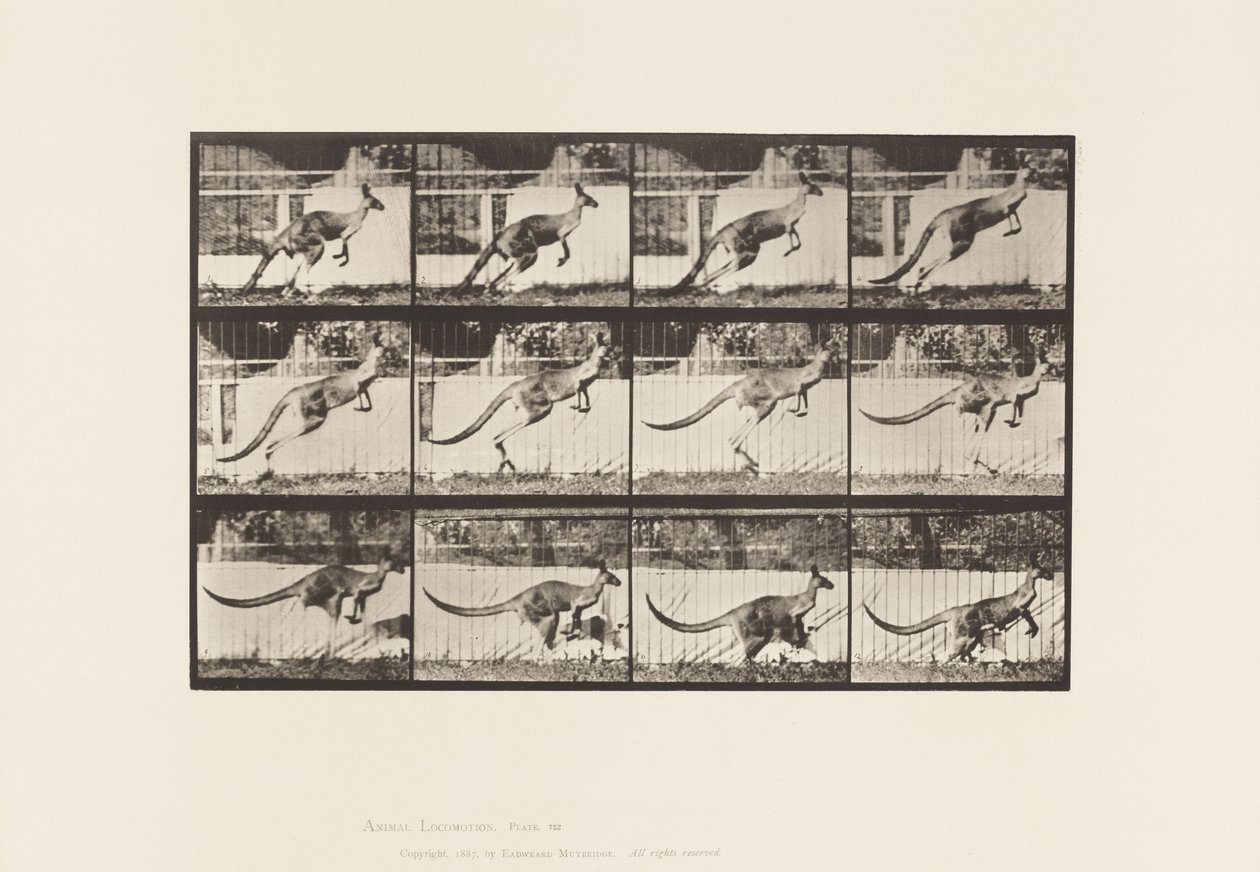 Plate 752. Kangaroo; Jumping by Eadweard Muybridge