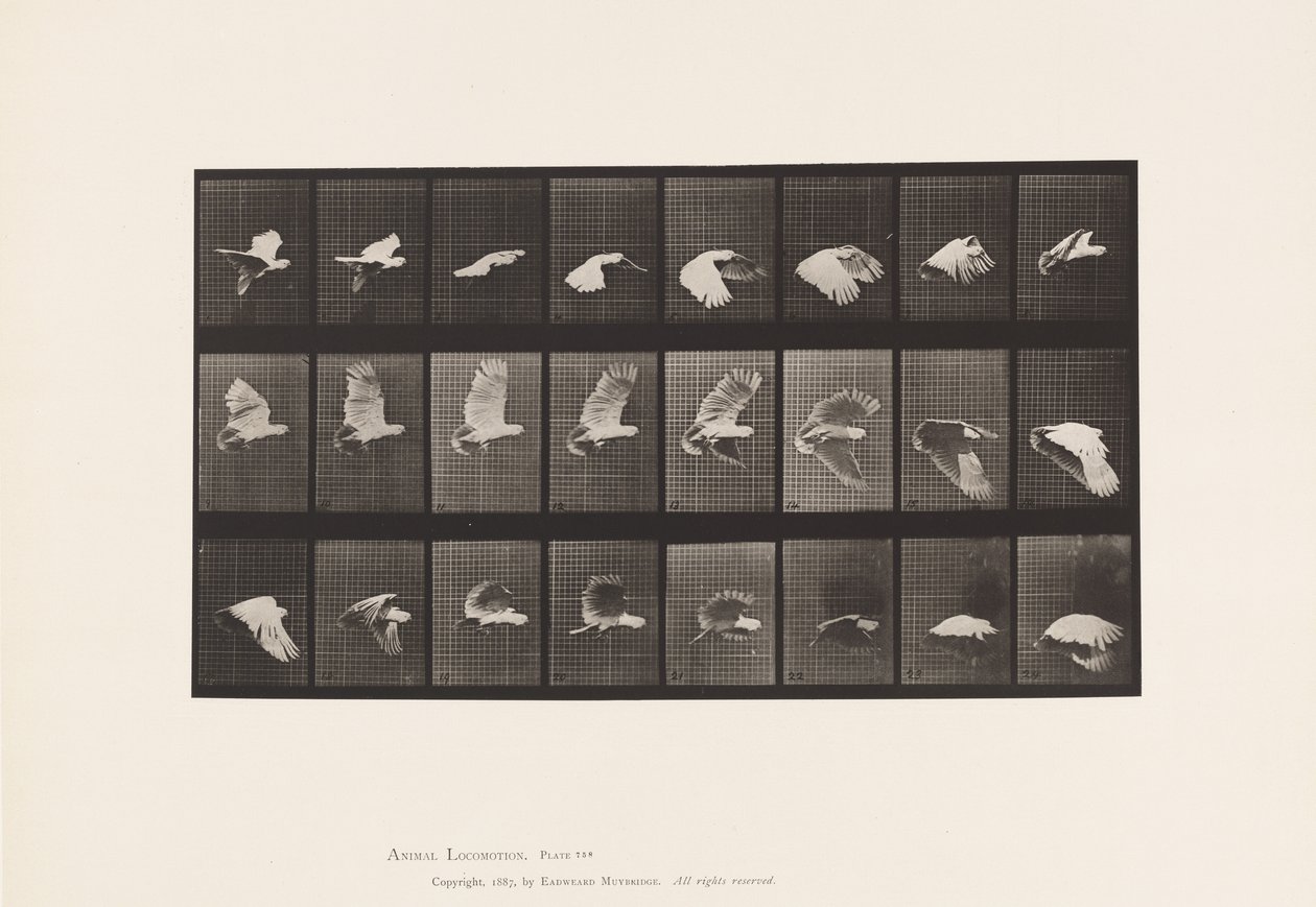Cockatoo; Flying by Eadweard Muybridge