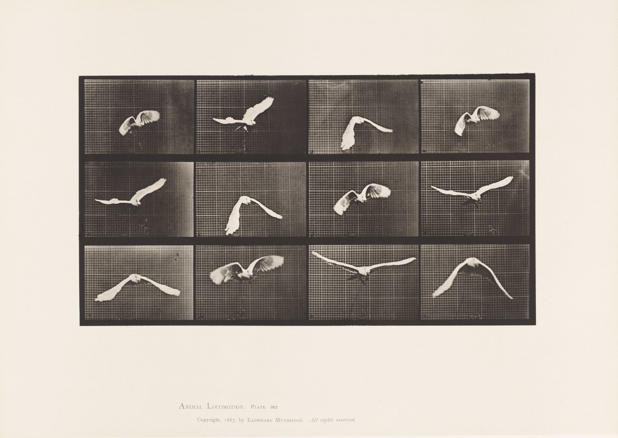 Cockatoo; Flying (Plate 762) by Eadweard Muybridge