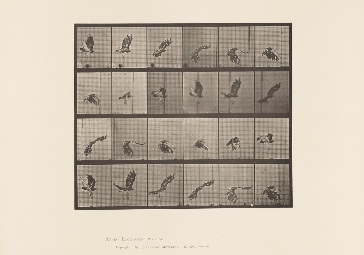 Plate 763. Red-Tailed Hawk; Flying by Eadweard Muybridge