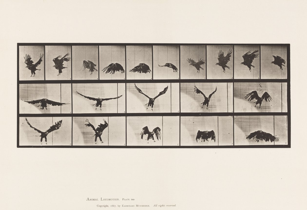 Plate 769. American Eagle; Flying by Eadweard Muybridge