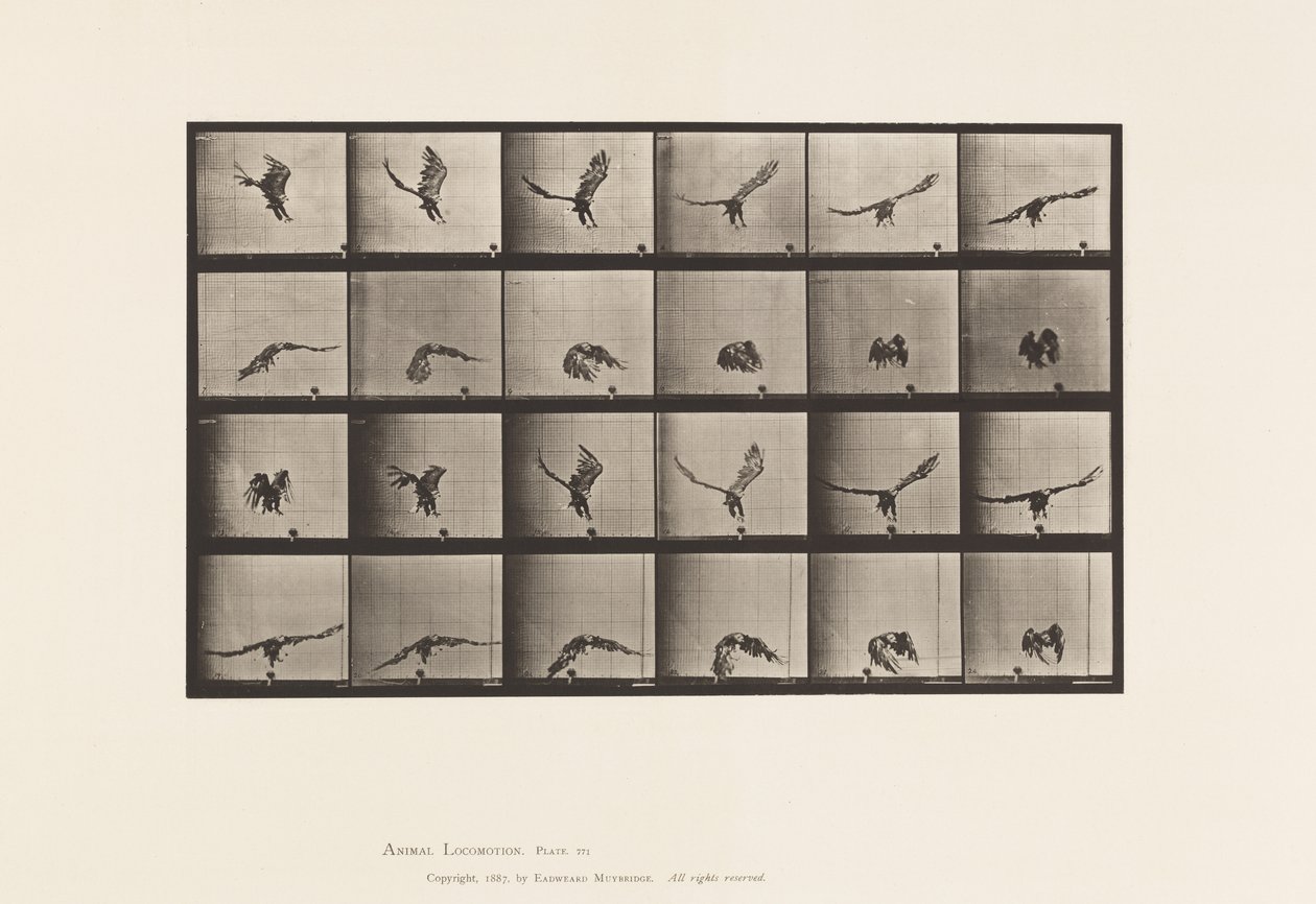 American Eagle; Flying Near the Ground (Plate 771) by Eadweard Muybridge