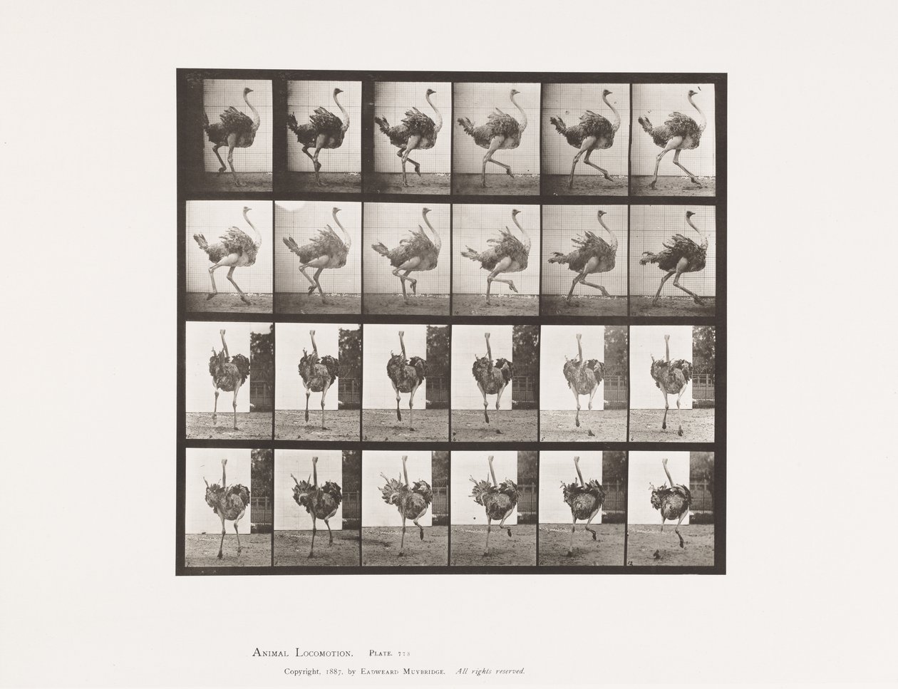 Plate 773. Ostrich; Running by Eadweard Muybridge