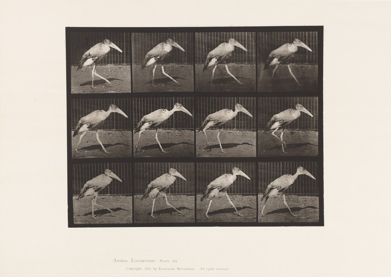 Plate 774. Adjutant; Walking by Eadweard Muybridge