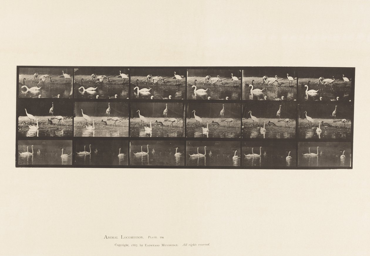 Storks; Swans, etc, A, B, C by Eadweard Muybridge