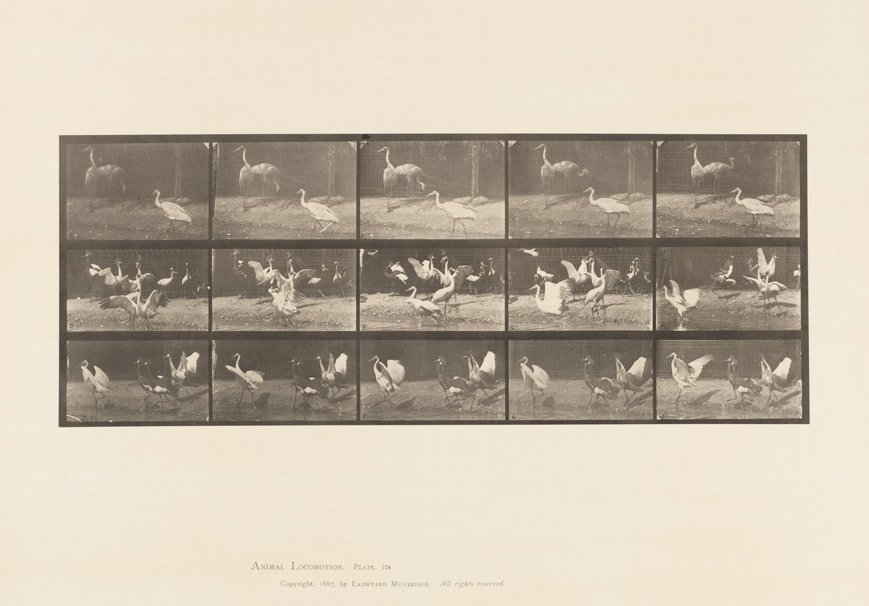 Plate 778. Storks; etc, A, B, C by Eadweard Muybridge