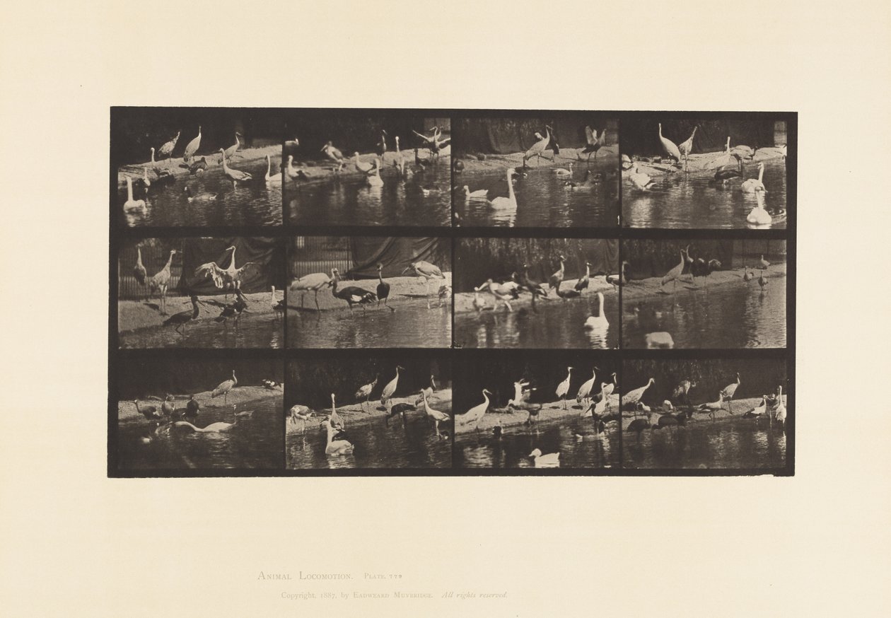 Plate 779. Storks; Swans, etc. by Eadweard Muybridge