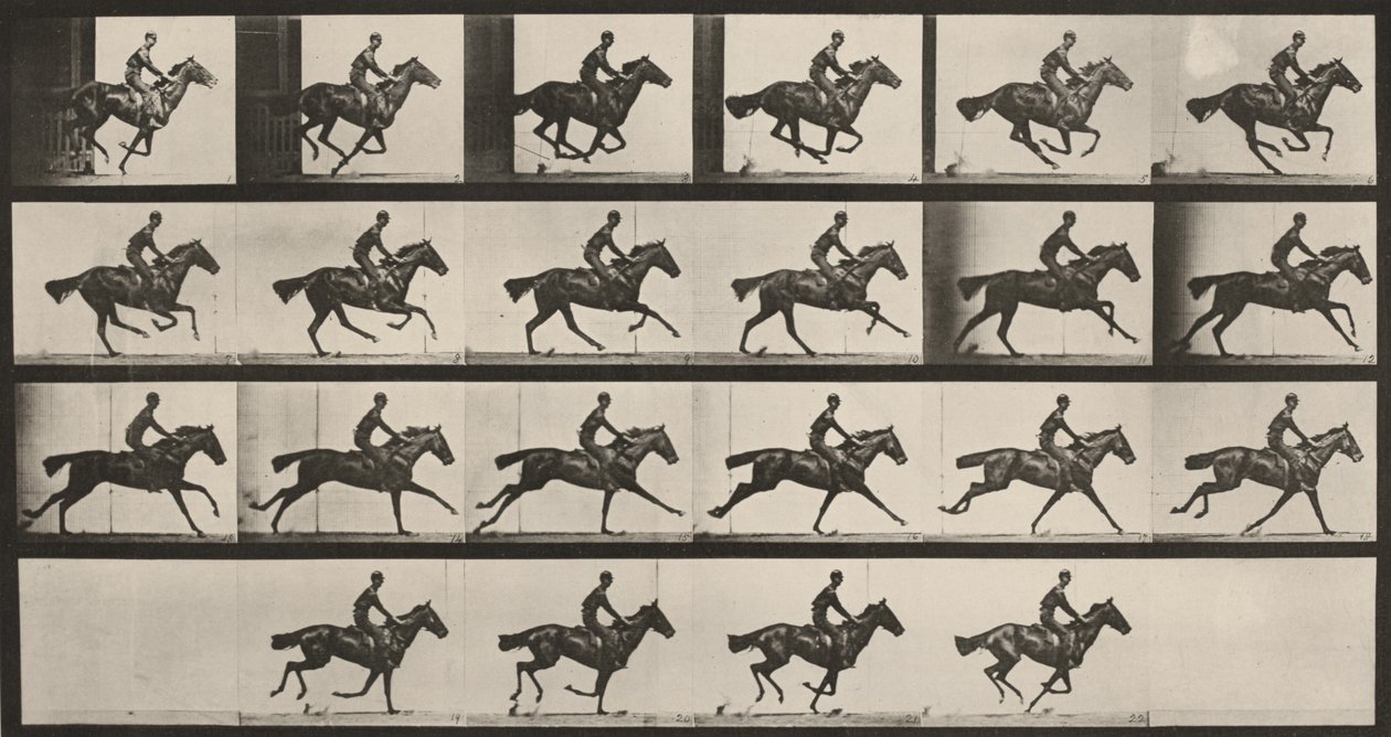 Plate Number 625. "Bouquet" Galloping by Eadweard Muybridge