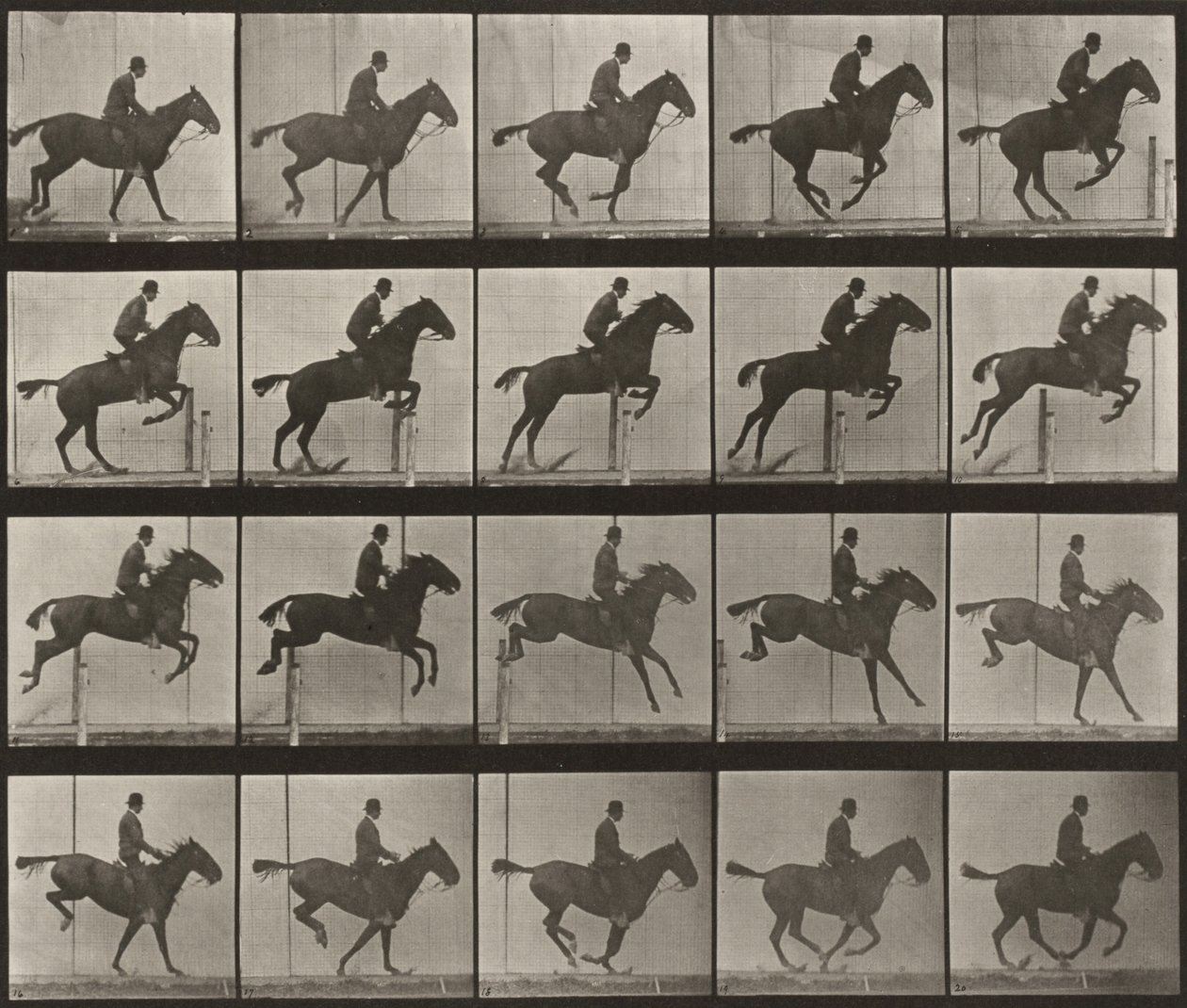 Plate Number 639. "Daisy" Jumping a Hurdle, Saddled by Eadweard Muybridge