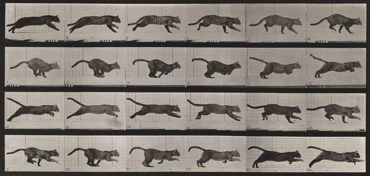 Plate Number 720. Cat; Galloping by Eadweard Muybridge