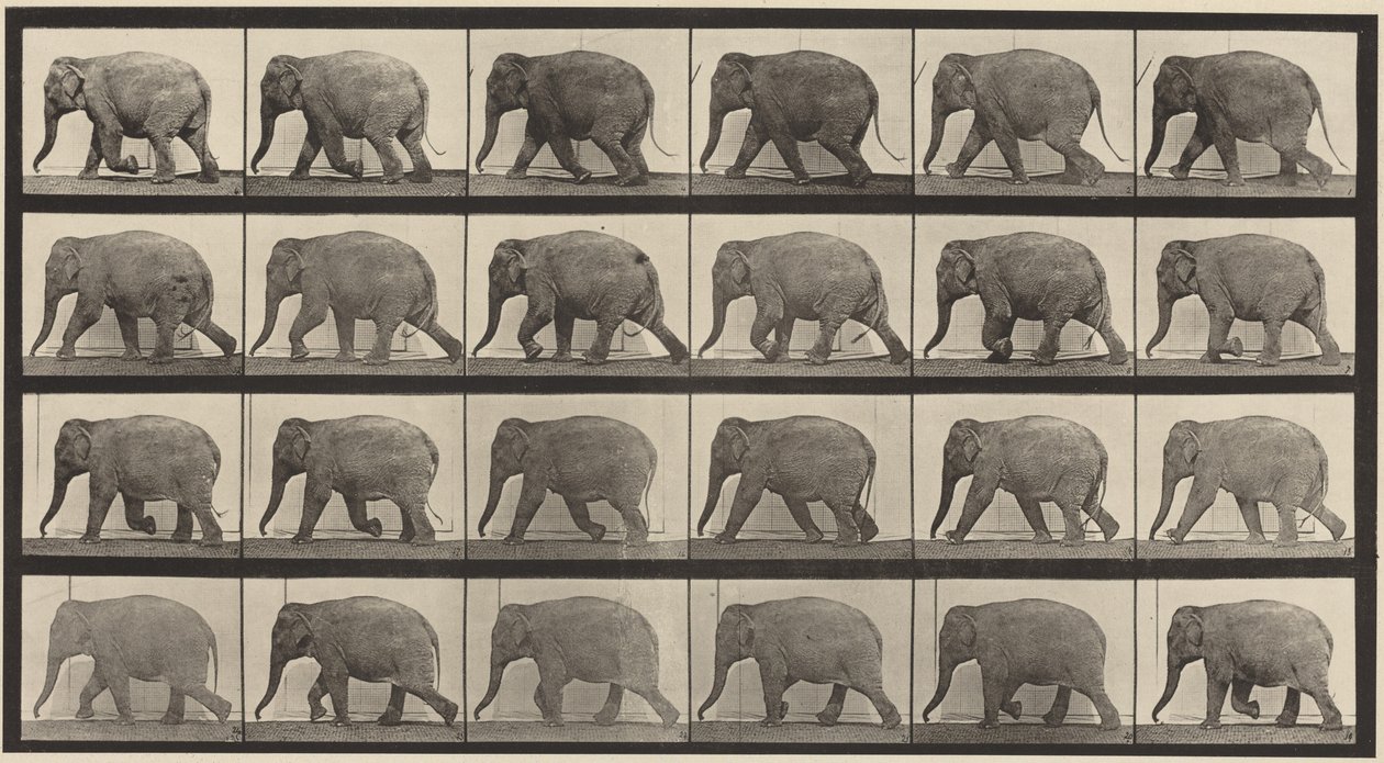 Plate Number 733. Elephant Walking by Eadweard Muybridge