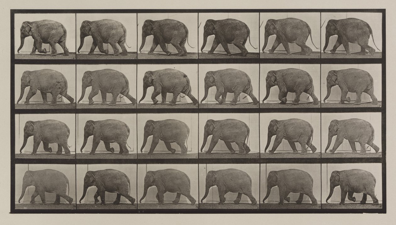 Plate Number 733. Elephant walking by Eadweard Muybridge