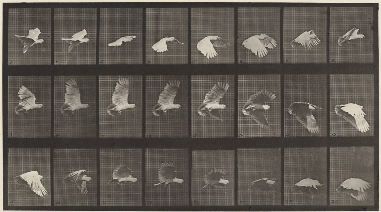 Cockatoo Flying by Eadweard Muybridge